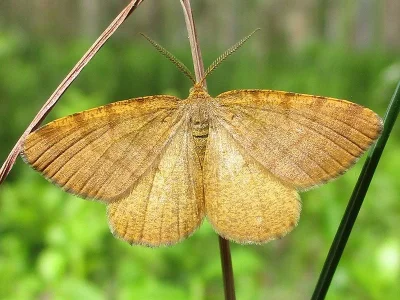 Macaria brunneata