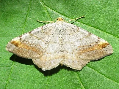Macaria liturata