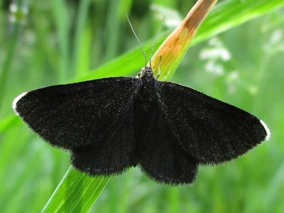 Odezia atrata
