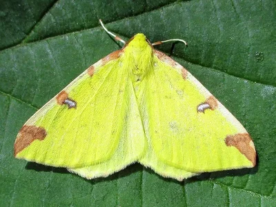Opisthograptis luteolata