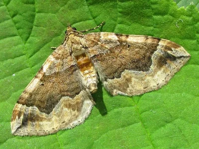 Pelurga comitata
