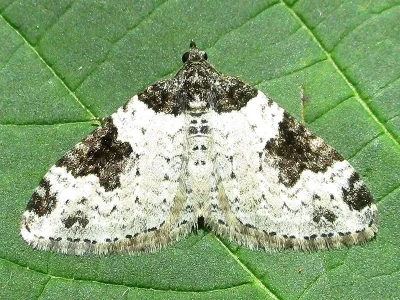Xanthorhoe fluctuata