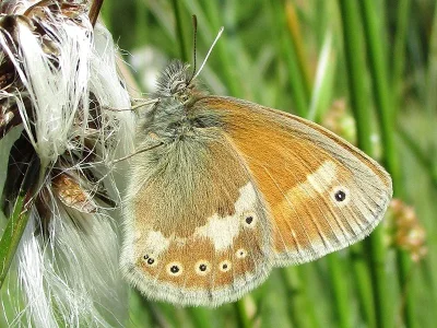 Coenonympha tullia