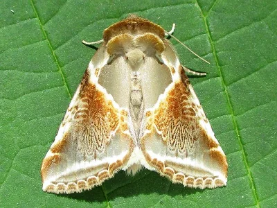 Habrosyne pyritoides