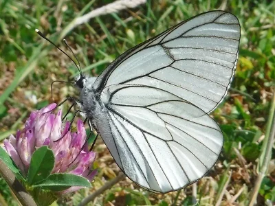 Aporia crataegi