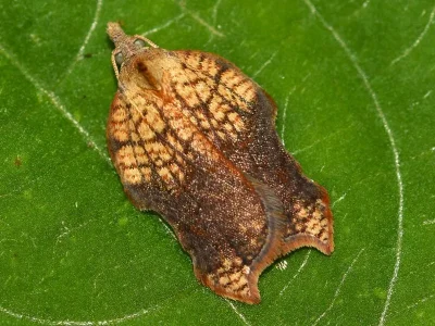Acleris emargana