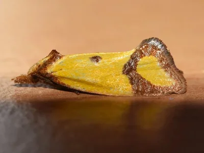 Agapeta zoegana