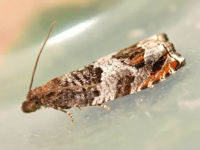 Ancylis achatana