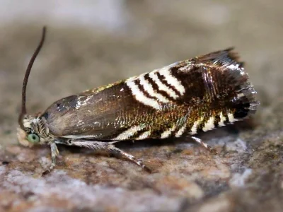 Grapholita (Grapholita) compositella