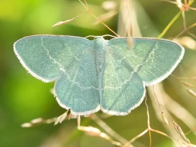 Chlorissa viridata