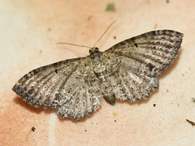 Anticollix sparsata