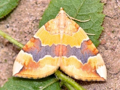 Cidaria fulvata