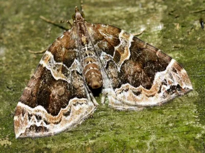Eulithis prunata