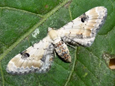 Eupithecia centaureata