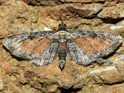Eupithecia icterata