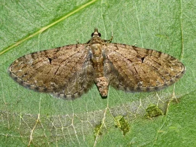 Eupithecia pusillata