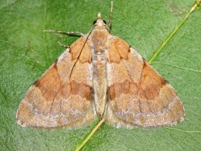 Pennithera firmata