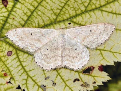Scopula (Ustocidalia) incanata