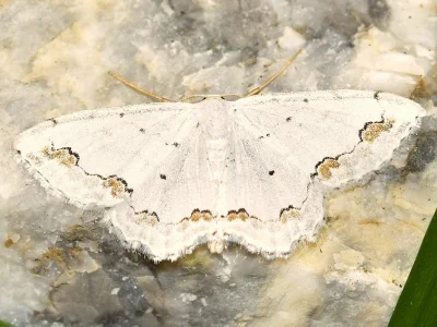 Scopula (Scopula) ornata