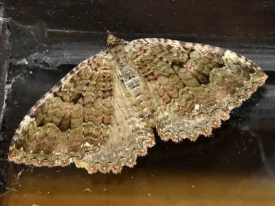 Triphosa dubitata