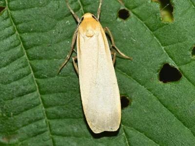 Eilema (Katha) depressa