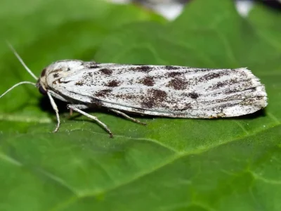 Coscinia cribraria