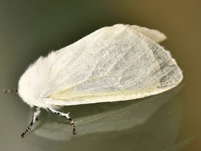 Leucoma salicis