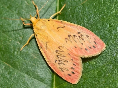 Miltochrista miniata