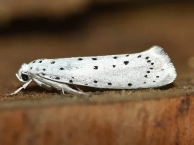 Yponomeuta cagnagella