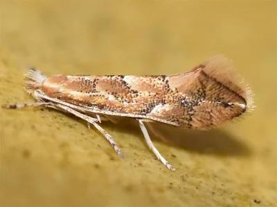 Phyllonorycter connexella
