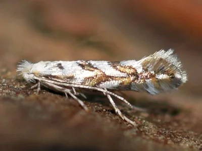 Phyllonorycter geniculella