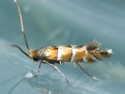 Phyllonorycter klemannella