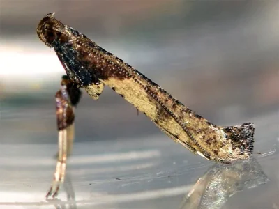 Caloptilia falconipennella
