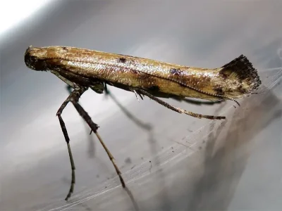 Caloptilia populetorum