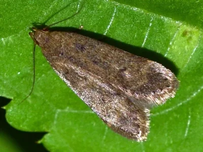 Anacampsis timidella