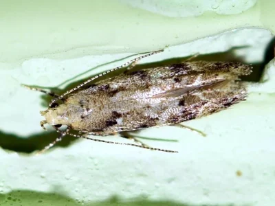 Coleotechnites piceaella