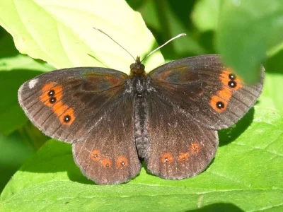 Erebia aethiops