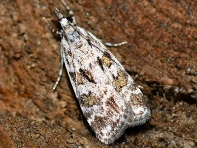 Scoparia pyralella