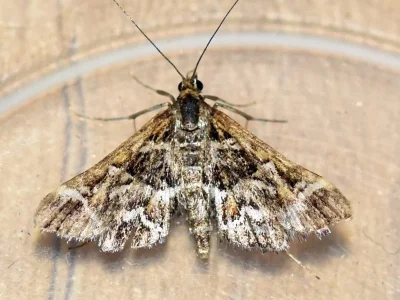Diasemia reticularis