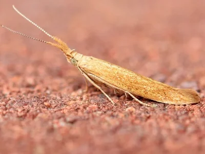 Coleophora clypeiferella