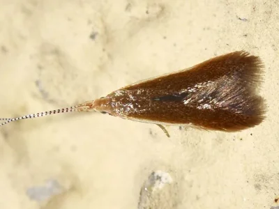 Coleophora badiipennella