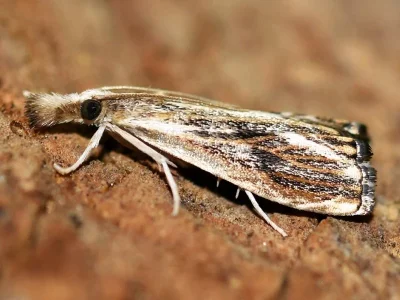 Catoptria verellus