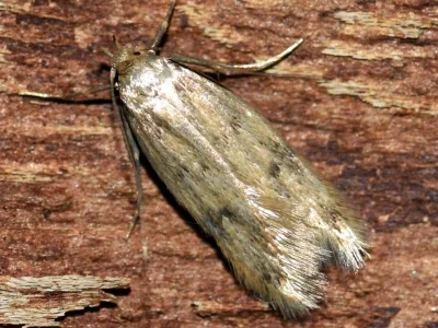 Borkhausenia nefrax