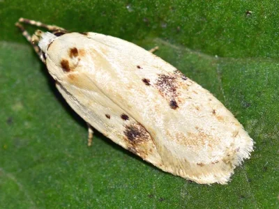 Agonopterix petasitis