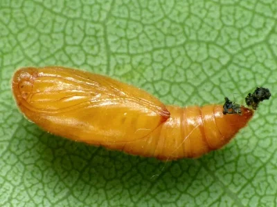 Anacampsis populella