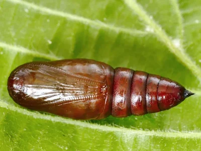 Ectropis crepuscularia