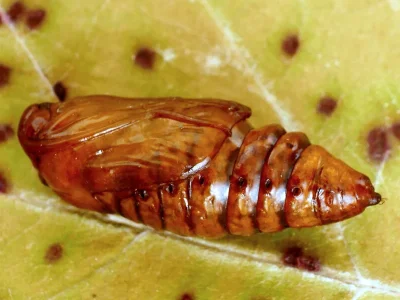 Allophyes (Allophyes) oxyacanthae