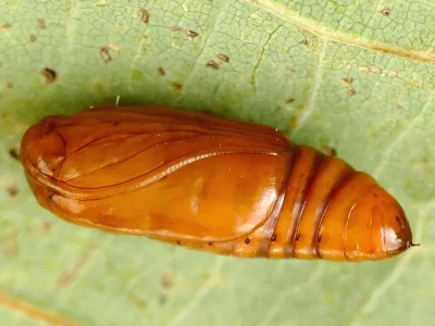 Caradrina (Caradrina) morpheus