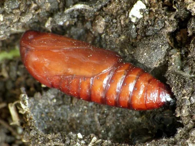 Conistra (Conistra) vaccinii