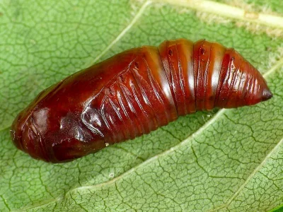 Craniophora ligustri